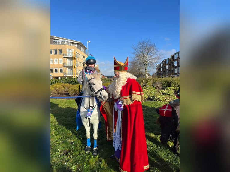 Belgisches Reitpony Stute 23 Jahre 128 cm Schimmel in Berg