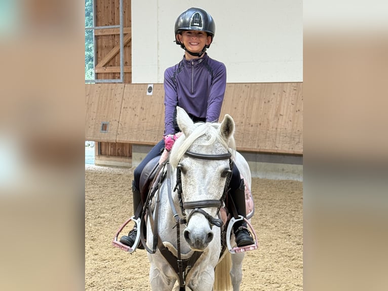 Belgisches Reitpony Stute 23 Jahre 128 cm Schimmel in Berg