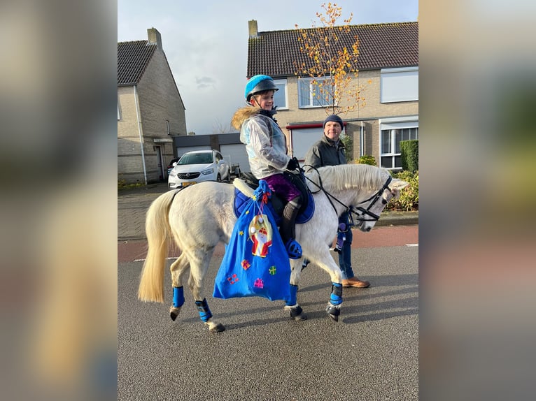 Belgisches Reitpony Stute 23 Jahre 128 cm Schimmel in Berg