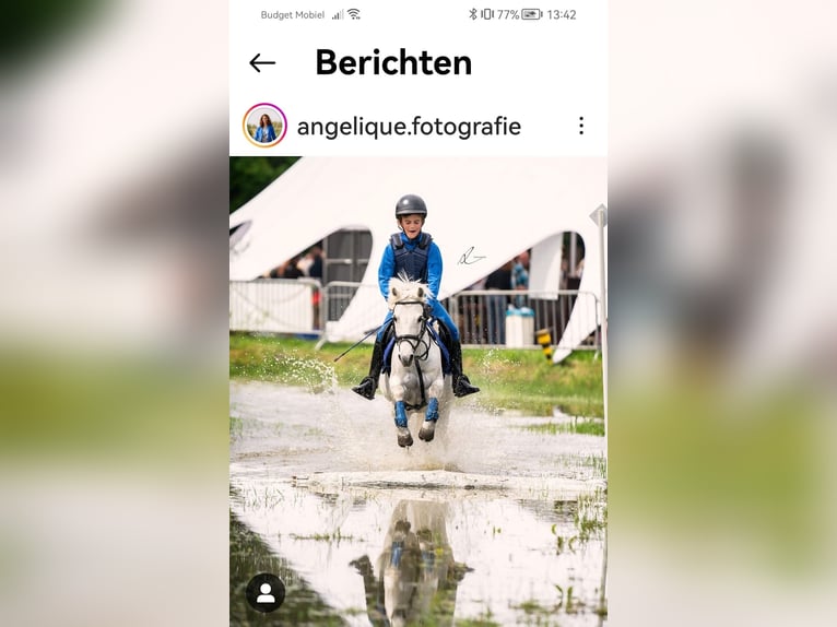 Belgisches Reitpony Stute 23 Jahre 128 cm Schimmel in Berg