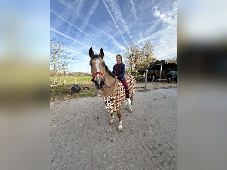 Belgisches Reitpony Stute 27 Jahre 145 cm Champagne in Ruisbroek
