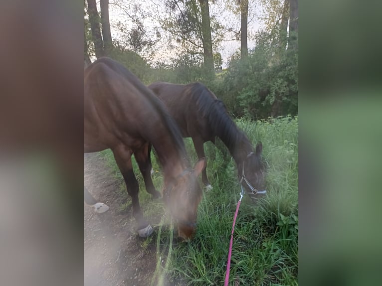 Belgisches Reitpony Stute 2 Jahre Schwarzbrauner in Hückelhoven