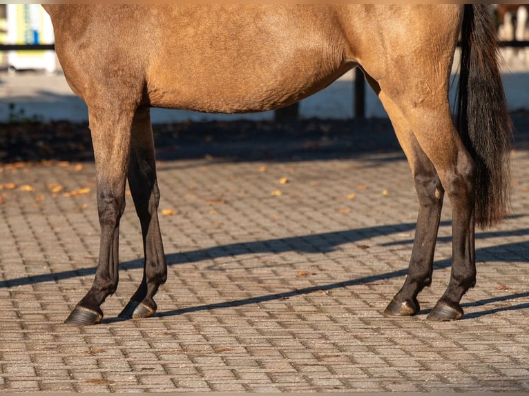 Belgisches Reitpony Stute 3 Jahre 145 cm Rotschimmel in Kaulille