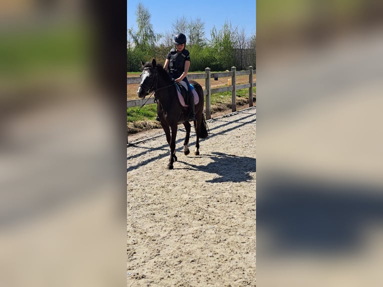 Belgisches Reitpony Stute 4 Jahre 136 cm Dunkelbrauner in Wuustwezel
