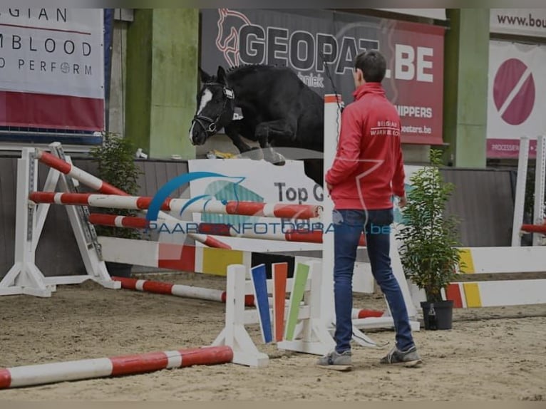 Belgisches Reitpony Stute 4 Jahre 136 cm Dunkelbrauner in Wuustwezel