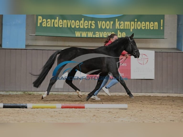 Belgisches Reitpony Stute 4 Jahre 136 cm Dunkelbrauner in Wuustwezel