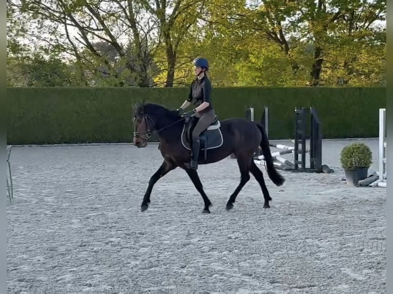 Belgisches Reitpony Mix Stute 4 Jahre 147 cm Brauner in Grote-Brogel