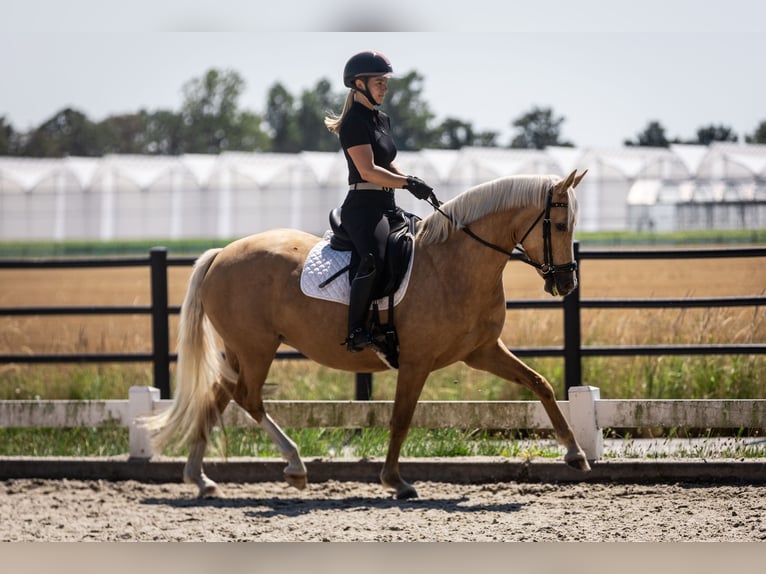 Belgisches Reitpony Stute 4 Jahre 147 cm Palomino in Moerbeke-Waas