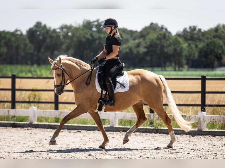 Belgisches Reitpony Stute 4 Jahre 147 cm Palomino in Moerbeke-Waas
