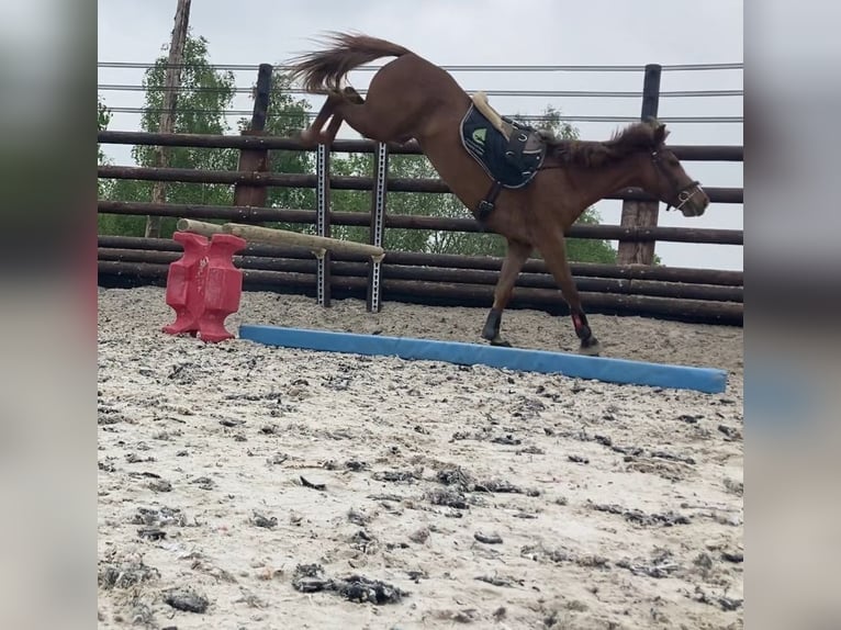 Belgisches Reitpony Stute 5 Jahre 140 cm Hellbrauner in Trooz