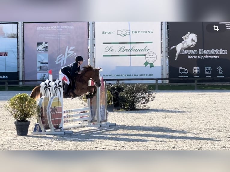 Belgisches Reitpony Stute 5 Jahre 140 cm Hellbrauner in Trooz