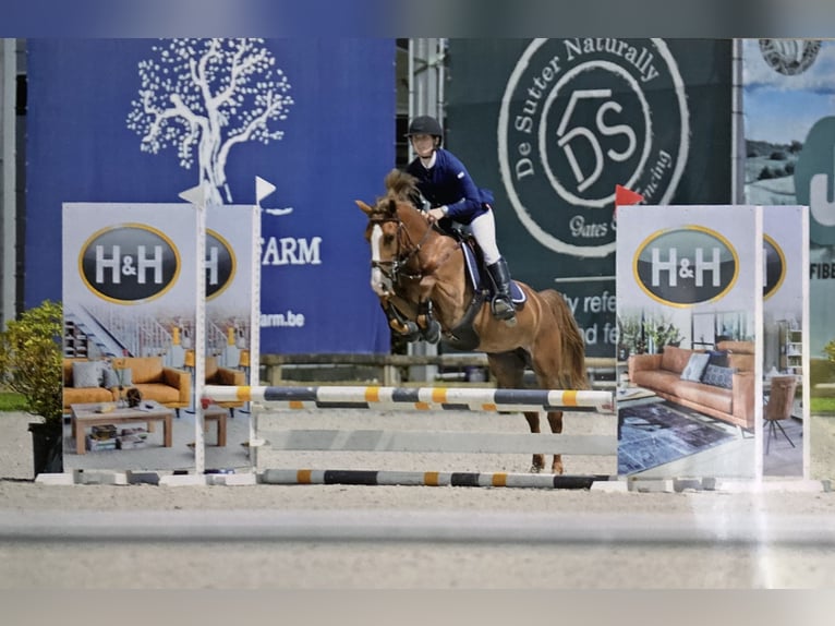 Belgisches Reitpony Stute 5 Jahre 140 cm Hellbrauner in Trooz