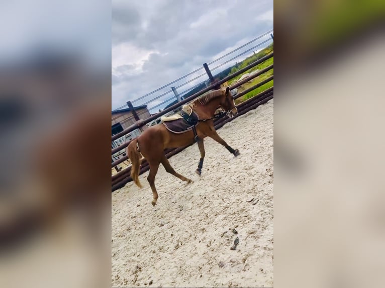 Belgisches Reitpony Stute 5 Jahre 140 cm Hellbrauner in Trooz