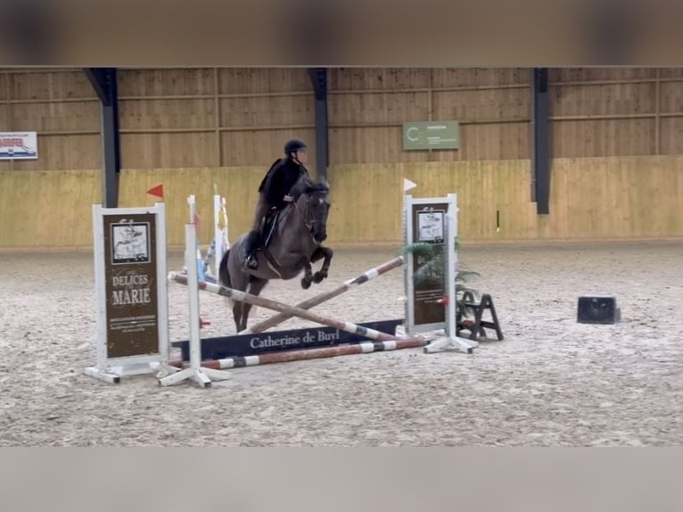 Belgisches Reitpony Stute 5 Jahre 145 cm Rappschimmel in Sprimont