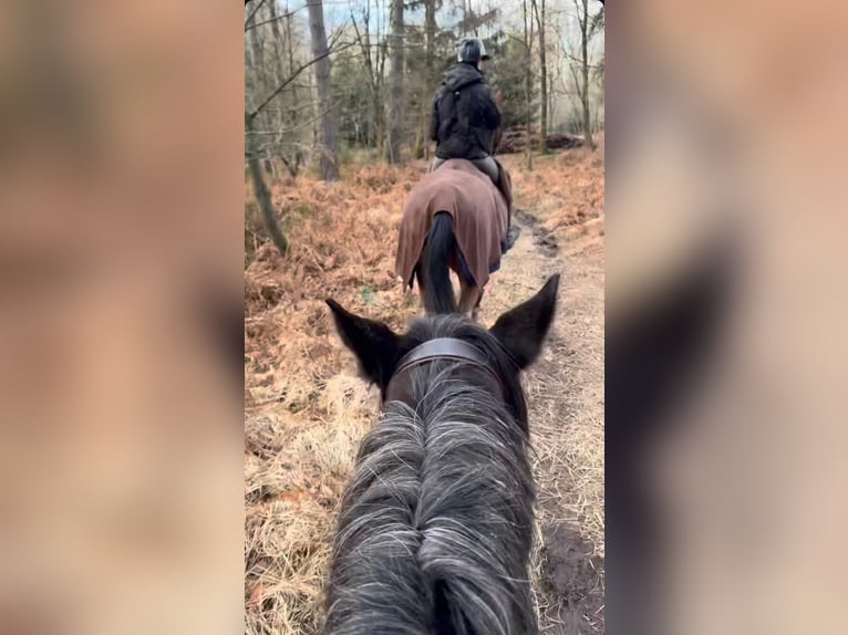 Belgisches Reitpony Stute 5 Jahre 145 cm Rappschimmel in Sprimont