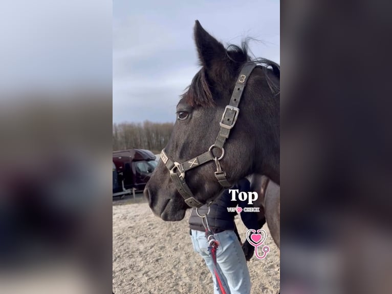 Belgisches Reitpony Stute 5 Jahre 145 cm Rappschimmel in Sprimont