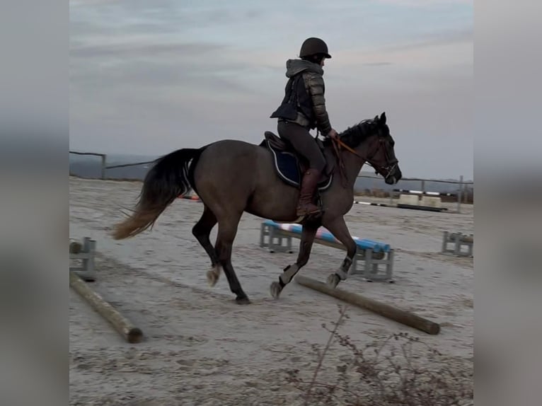 Belgisches Reitpony Stute 5 Jahre 145 cm Rappschimmel in Sprimont