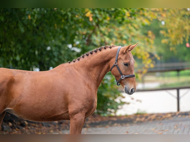 Belgisches Reitpony Stute 5 Jahre 147 cm Fuchs in Kaulille