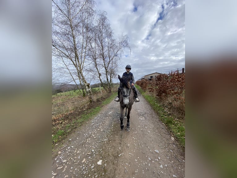 Belgisches Reitpony Stute 5 Jahre 147 cm Schimmel in Trooz