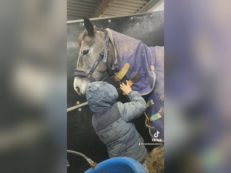 Belgisches Reitpony Stute 5 Jahre 147 cm Schimmel in Trooz