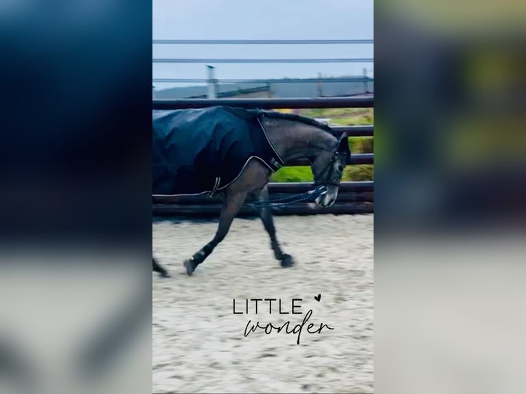 Belgisches Reitpony Stute 5 Jahre 147 cm Schimmel in Trooz