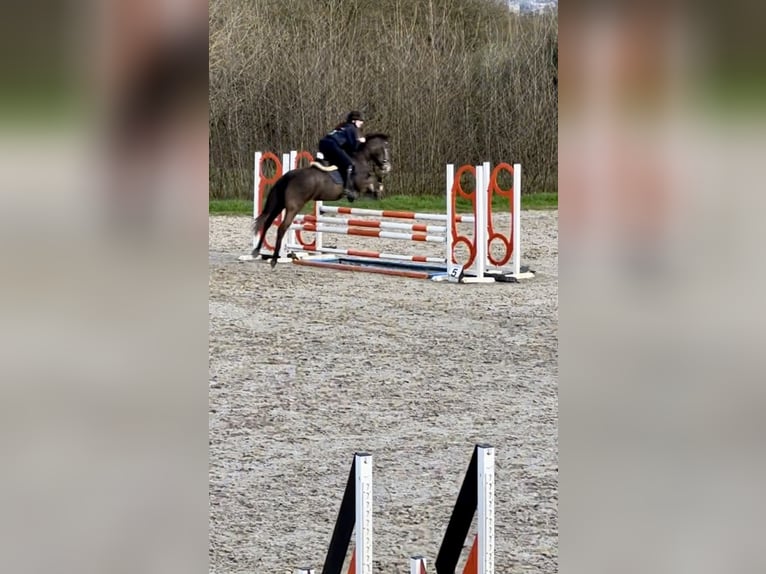 Belgisches Reitpony Stute 5 Jahre 147 cm Schimmel in Trooz