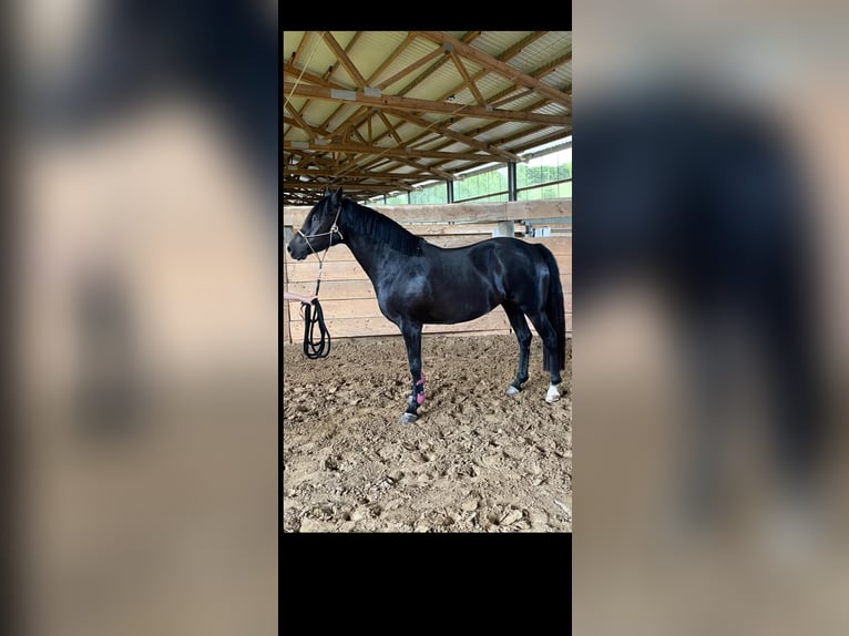 Belgisches Reitpony Stute 5 Jahre 150 cm Rappe in Lindlar