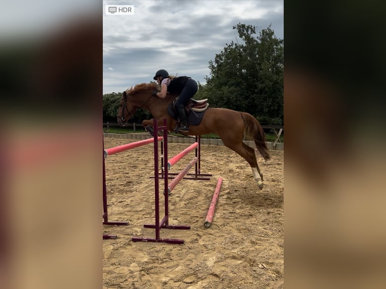 Belgisches Reitpony Stute 5 Jahre 154 cm Fuchs in HückelhovenBrachelen