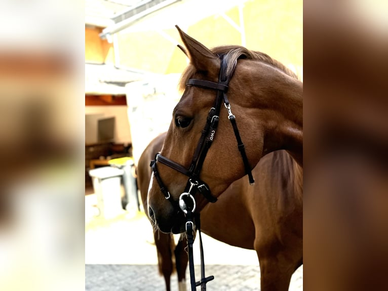 Belgisches Reitpony Stute 5 Jahre 154 cm Fuchs in HückelhovenBrachelen