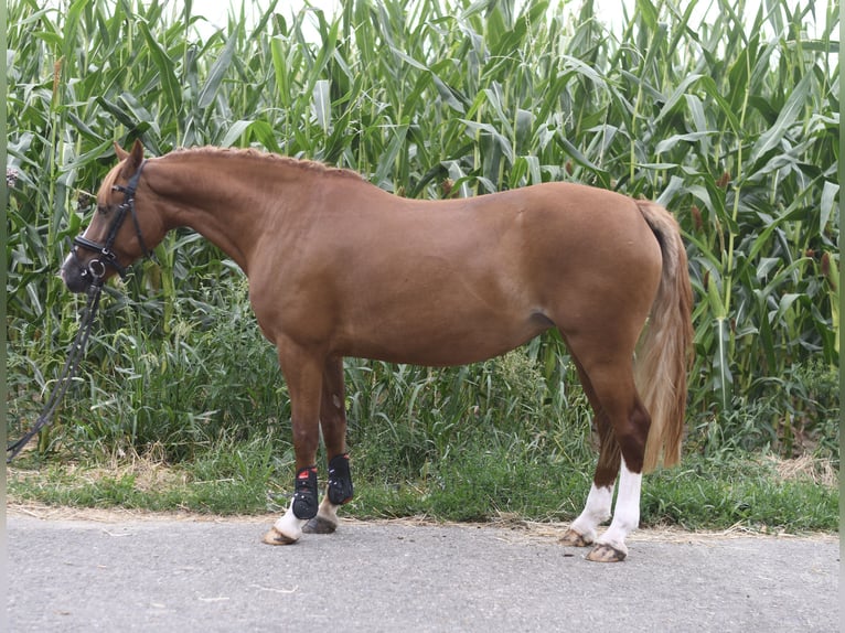 Belgisches Reitpony Stute 6 Jahre 135 cm Dunkelfuchs in Geilenkirchen