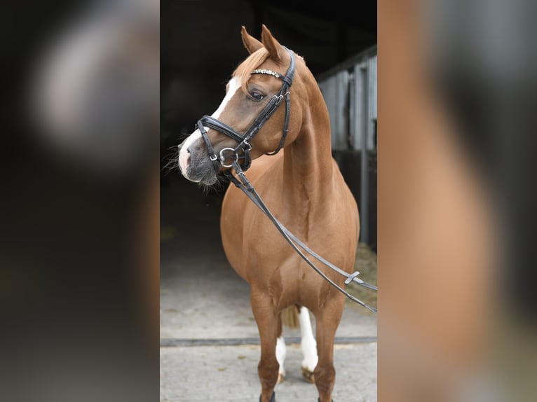 Belgisches Reitpony Stute 6 Jahre 135 cm Dunkelfuchs in Geilenkirchen