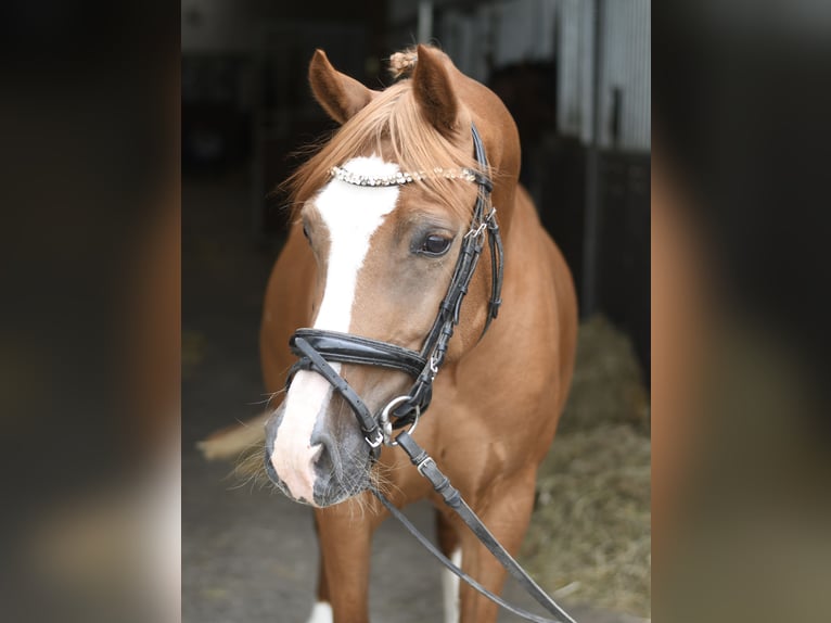 Belgisches Reitpony Stute 6 Jahre 135 cm Dunkelfuchs in Geilenkirchen