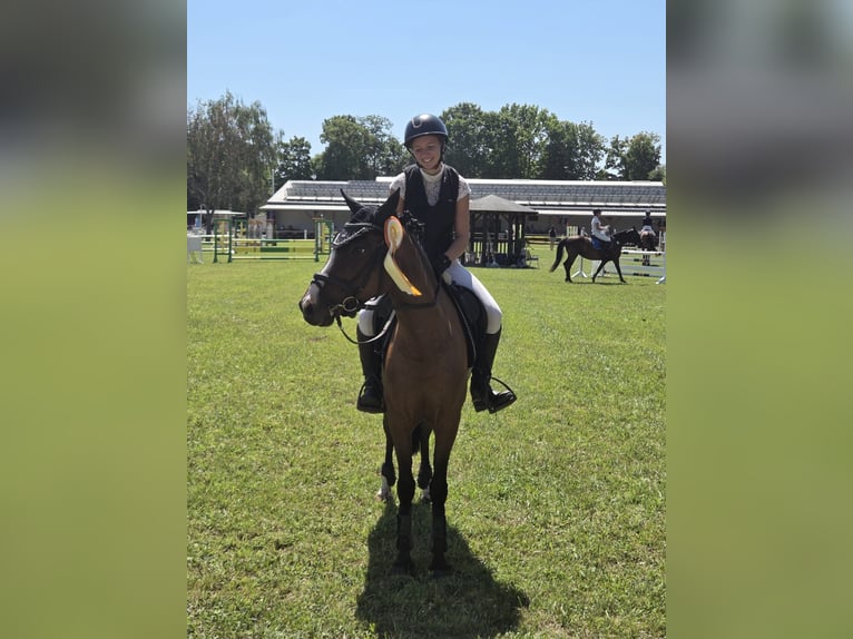 Belgisches Reitpony Stute 6 Jahre 142 cm Brauner in Bruchsal
