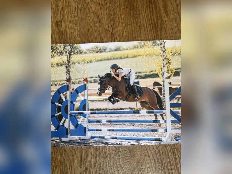 Belgisches Reitpony Stute 6 Jahre 142 cm Brauner in Bruchsal