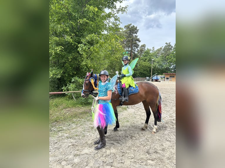 Belgisches Reitpony Stute 6 Jahre 142 cm Brauner in Bruchsal