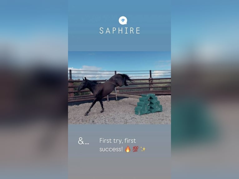 Belgisches Reitpony Stute 6 Jahre 147 cm Rappe in Li&#xE8;ge