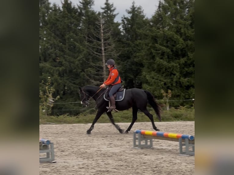 Belgisches Reitpony Stute 6 Jahre 147 cm Rappe in Li&#xE8;ge