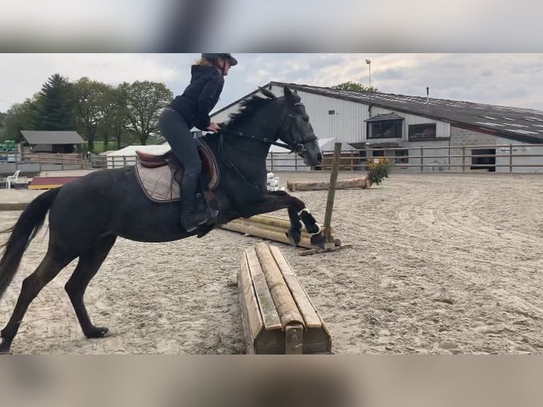 Belgisches Reitpony Stute 6 Jahre 147 cm Schimmel in Trooz