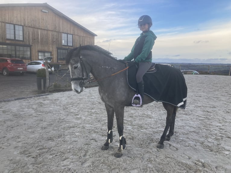 Belgisches Reitpony Stute 6 Jahre 147 cm Schimmel in Trooz