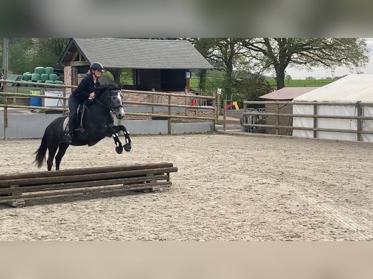 Belgisches Reitpony Stute 6 Jahre 147 cm Schimmel in Trooz