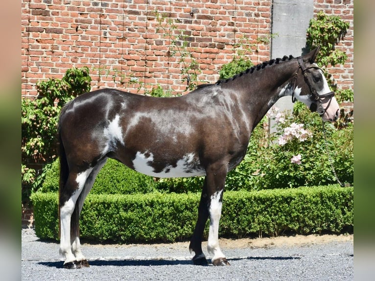 Belgisches Reitpony Stute 6 Jahre 148 cm Schecke in 1242 satigny