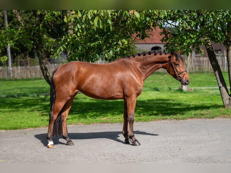 Belgisches Reitpony Stute 6 Jahre 149 cm Brauner in GROTE-BROGEL