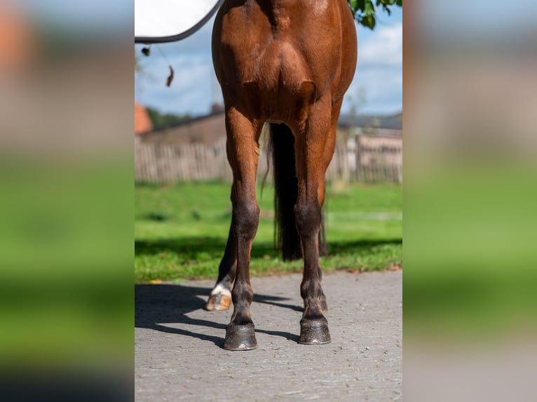 Belgisches Reitpony Stute 6 Jahre 149 cm Brauner in GROTE-BROGEL