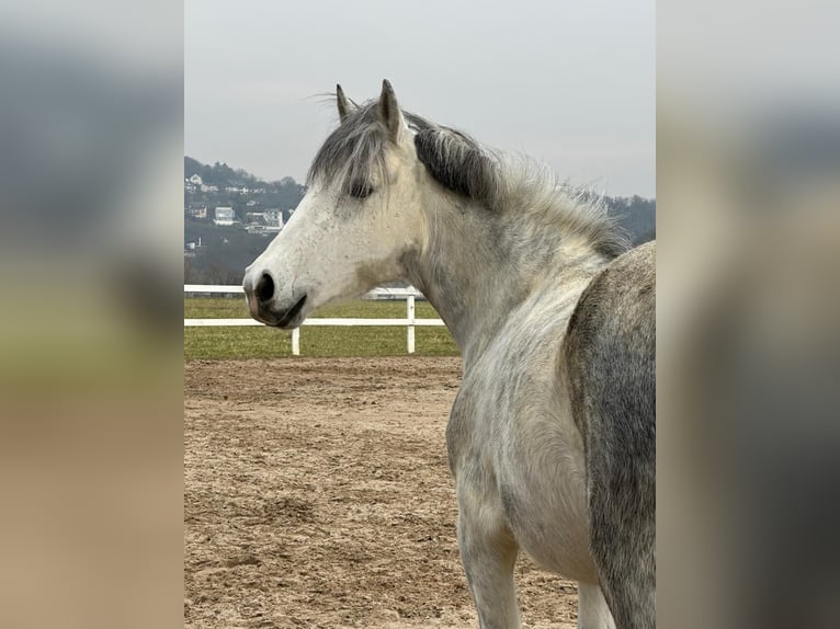 Belgisches Reitpony Stute 7 Jahre 143 cm Blauschimmel in Remagen