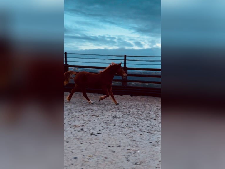 Belgisches Reitpony Stute 7 Jahre 144 cm Fuchs in LIEGE