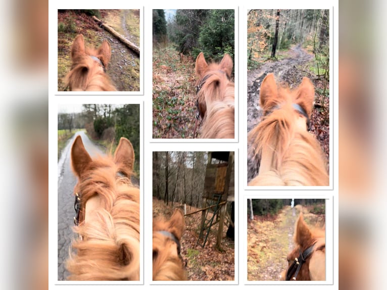 Belgisches Reitpony Stute 7 Jahre 144 cm Fuchs in LIEGE