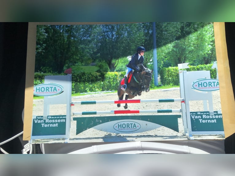 Belgisches Reitpony Stute 7 Jahre 144 cm Rappe in Aalst