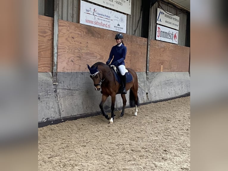 Belgisches Reitpony Stute 7 Jahre 145 cm Brauner in Arnemuiden