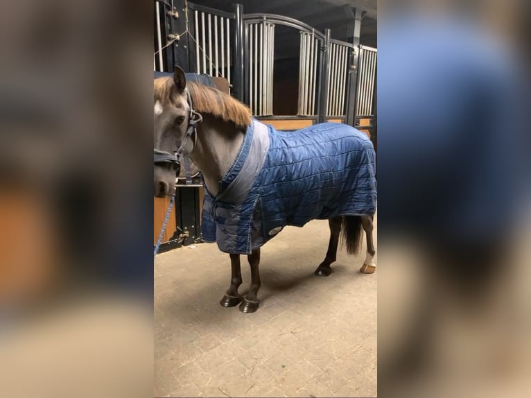 Belgisches Reitpony Stute 7 Jahre 145 cm Brauner in Liege