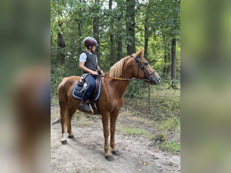 Belgisches Reitpony Stute 7 Jahre 145 cm Fuchs in LIEGE